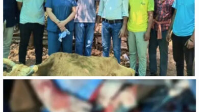 डॉक्टरों ने गाय के पेट की हर्निया का किया सफल ऑपरेशन डॉक्टरों ने गाय के पेट की हर्निया का किया सफल ऑपरेशन