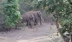 हाथियों की वापसी से एक बार फिर ग्रामीणों में दहशत, 16 किसानों की खड़ी फसलें पूरी तरह बर्बाद हाथियों की वापसी से एक बार फिर ग्रामीणों में दहशत, 16 किसानों की खड़ी फसलें पूरी तरह बर्बाद