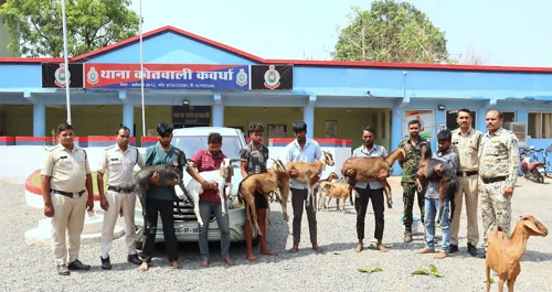 बकरी चोर गिरोह के 7 आरोपी गिरफ्तार, 16 बकरियों के साथ मॉडिफाइड इनोवा जब्त बकरी चोर गिरोह के 7 आरोपी गिरफ्तार, 16 बकरियों के साथ मॉडिफाइड इनोवा जब्त