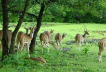 वन विभाग ने एयरगन के साथ पकड़ा दो आरोपियों को, वाहन भी जब्त