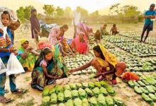 बेमौसम बारिश से प्रभाावित तेंदूपत्ता खरीदी पर लगा ग्रहण