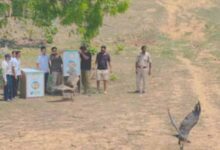 इंद्रावती टाइगर रिजर्व में पहली बार भारतीय गिद्ध पर लगाए गए सैटेलाइट टैग्स व पहचान रिंग