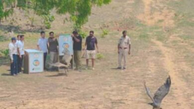 इंद्रावती टाइगर रिजर्व में पहली बार भारतीय गिद्ध पर लगाए गए सैटेलाइट टैग्स व पहचान रिंग