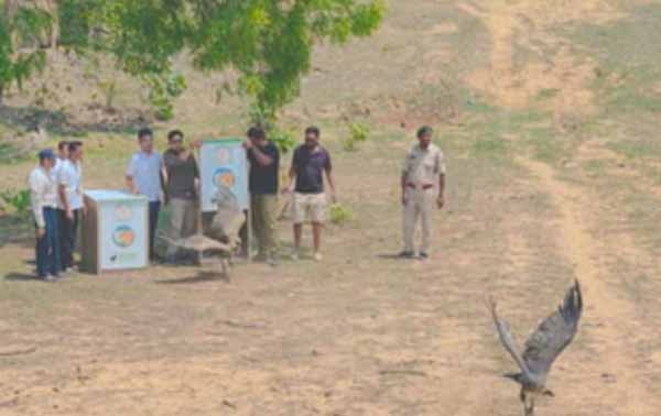 इंद्रावती टाइगर रिजर्व में पहली बार भारतीय गिद्ध पर लगाए गए सैटेलाइट टैग्स व पहचान रिंग इंद्रावती टाइगर रिजर्व में पहली बार भारतीय गिद्ध पर लगाए गए सैटेलाइट टैग्स व पहचान रिंग