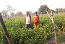 सोमप्रसाद के जीवन में उद्यानिकी खेती से आया बदलाव