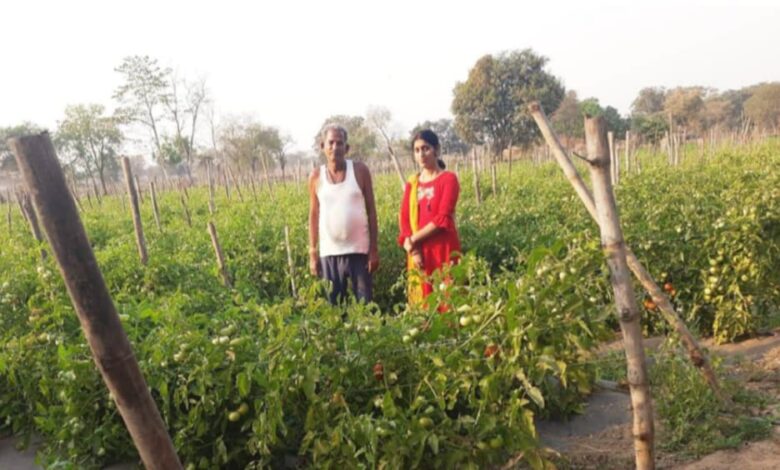 सोमप्रसाद के जीवन में उद्यानिकी खेती से आया बदलाव सोमप्रसाद के जीवन में उद्यानिकी खेती से आया बदलाव