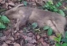 कार की टक्कर से जंगली सुअर की मौत, कार सड़क से उतरी