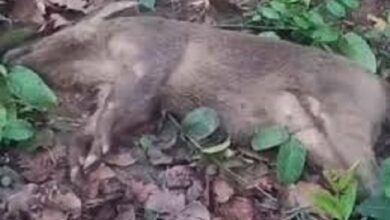 कार की टक्कर से जंगली सुअर की मौत, कार सड़क से उतरी