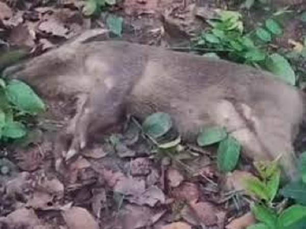 कार की टक्कर से जंगली सुअर की मौत, कार सड़क से उतरी कार की टक्कर से जंगली सुअर की मौत, कार सड़क से उतरी