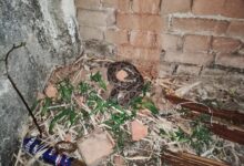 गाँव में आया “रसेल वाइपर” सांप, नोवा नेचर वेलफेयर की टीम ने पकड़ा