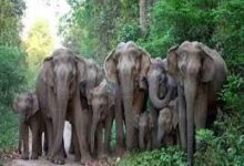 जंगल से निकल कर सड़क पर आए हाथी