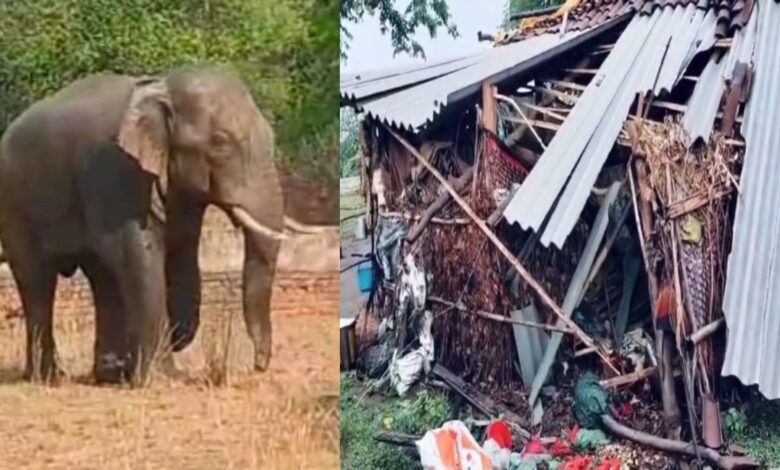 हाथी ने ग्रामीण का घर तोड़ कर अनाज चट किया हाथी ने ग्रामीण का घर तोड़ कर अनाज चट किया