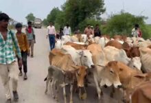 70 से ज्यादा गौ वंश को कत्लखाना ले जाते 11 तस्कर पकड़ाए