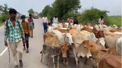 70 से ज्यादा गौ वंश को कत्लखाना ले जाते 11 तस्कर पकड़ाए