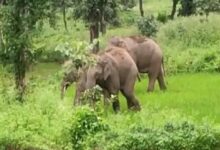 सेमरहा जंगल पहुंचा हाथियों का दल , विभाग ने किया सतर्क