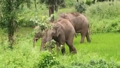 सेमरहा जंगल पहुंचा हाथियों का दल , विभाग ने किया सतर्क
