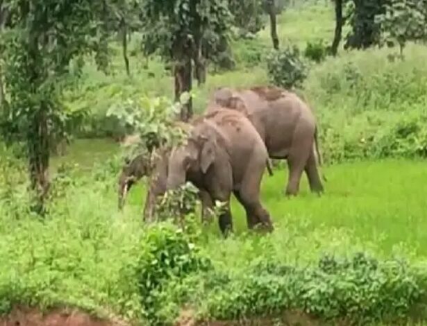 सेमरहा जंगल पहुंचा हाथियों का दल , विभाग ने किया सतर्क सेमरहा जंगल पहुंचा हाथियों का दल , विभाग ने किया सतर्क
