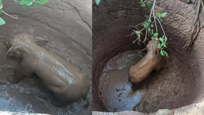 सूखे कुएं में गिरा हाथी शावक, रेस्क्यू में जुटा वन अमला सूखे कुएं में गिरा हाथी शावक, रेस्क्यू में जुटा वन अमला