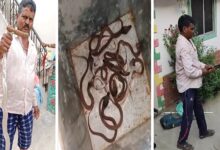 घर में फर्श के नीचे सॉंपों का बसेरा मिलने से ग्रामीणों में दहशत