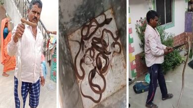 घर में फर्श के नीचे सॉंपों का बसेरा मिलने से ग्रामीणों में दहशत