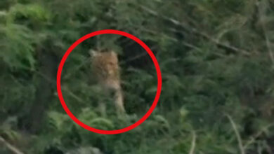 चाकाबूड़ा के जंगल में दिखा तेंदुआ, वन विभाग बोला अभी कन्फर्म नहीं