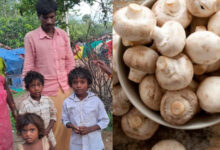 जहरीला मशरूम खाने से चार लोग पड़े बीमार, इलाज जारी