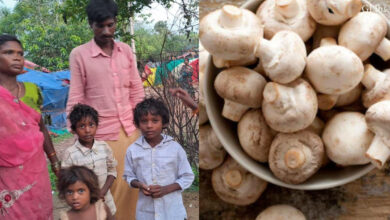 जहरीला मशरूम खाने से चार लोग पड़े बीमार, इलाज जारी