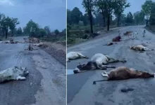 सड़क पर बैठे 20 मवेशियों को गाडी ने कुचला