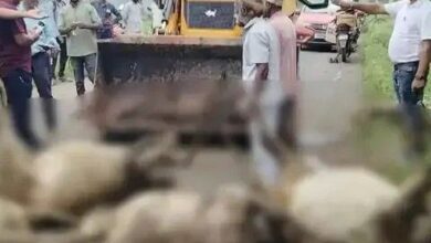 तेज रफ़्तार गाड़ी ने 16 गौवंशों को रौंदा, बीस दिनों 50 में अधिक की हुई मौत