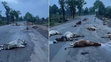 सड़क पर बैठे 20 मवेशियों को गाडी ने कुचला