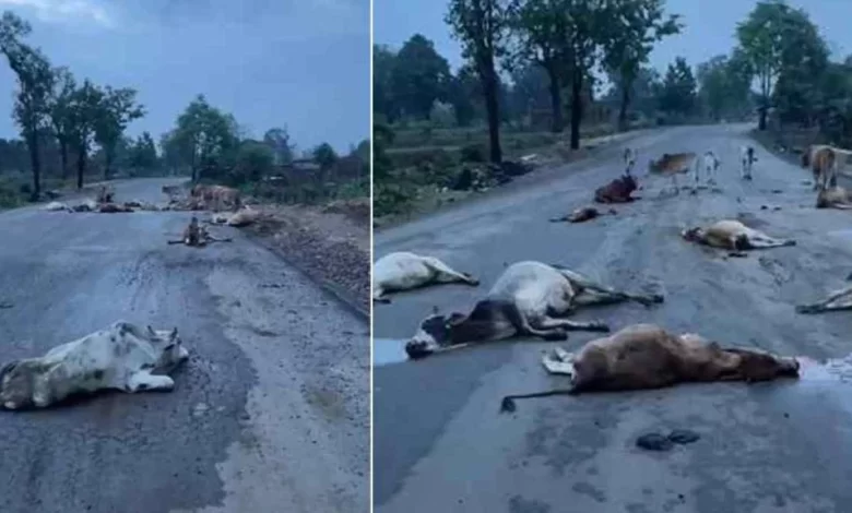 सड़क पर बैठे 20 मवेशियों को गाडी ने कुचला सड़क पर बैठे 20 मवेशियों को गाडी ने कुचला