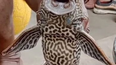 तालाब में नहाते वक्त मिली चार आंखों वाली अनोखी मछली