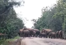 सड़क पर दिखा 70 हाथियों का झुण्ड