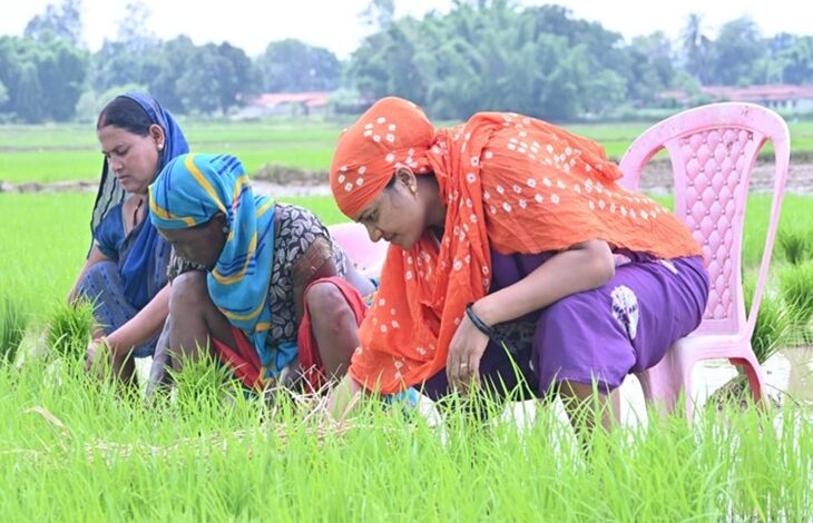 कुर्सी पर बैठकर धान रोपाई, मंत्री हुई ट्रोलिंग की शिकार कुर्सी पर बैठकर धान रोपाई, मंत्री हुई ट्रोलिंग की शिकार