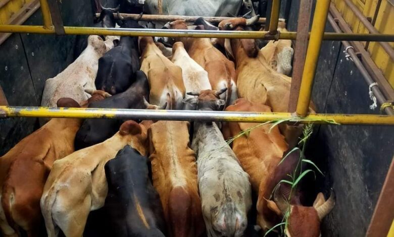 गौ तस्कर को एनएसए के तहत तीन महीने की सजा गौ तस्कर को एनएसए के तहत तीन महीने की सजा