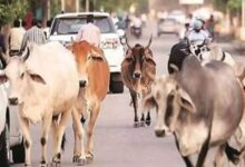 आवारा मवेशियों को हादसों से बचाने गौ सेवा संकल्प अभियान