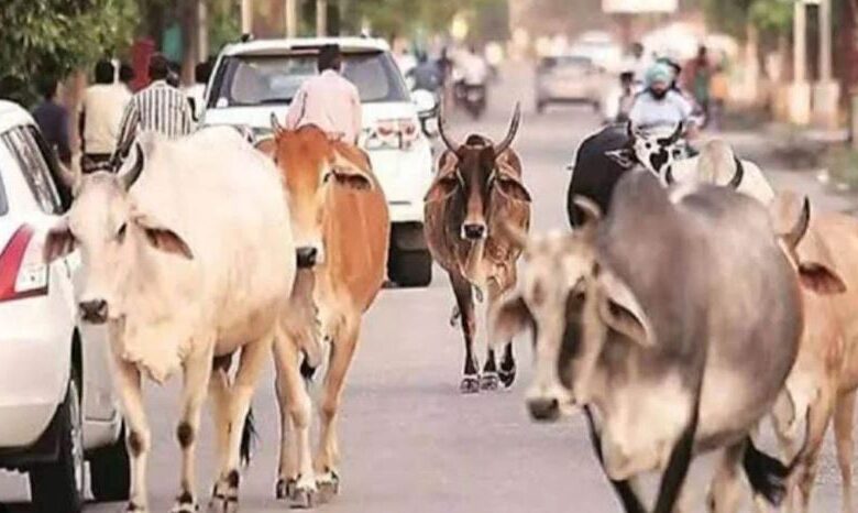 आवारा मवेशियों को हादसों से बचाने गौ सेवा संकल्प अभियान आवारा मवेशियों को हादसों से बचाने गौ सेवा संकल्प अभियान
