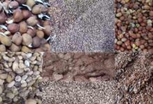 मंडी में रखी फसलें बारिश से हुई बर्बाद, किसान और व्यापारियों में आक्रोश मंडी में रखी फसलें बारिश से हुई बर्बाद, किसान और व्यापारियों में आक्रोश