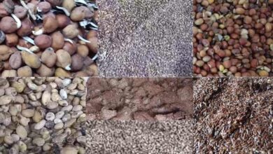 मंडी में रखी फसलें बारिश से हुई बर्बाद, किसान और व्यापारियों में आक्रोश मंडी में रखी फसलें बारिश से हुई बर्बाद, किसान और व्यापारियों में आक्रोश