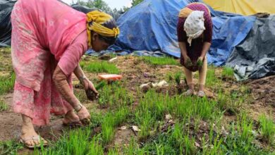 рдЙрдард╛рд╡ рдХреЗ рдЕрднрд╛рд╡ рдореЗрдВ 16 рдЙрдкрд╛рд░реНрдЬрди рдХреЗрдВрджреНрд░реЛрдВ рдореЗрдВ рдЦреБрд▓реЗ рдореЗрдВ рдкреЬреЗ 50 рд╣реЫрд╛рд░ рдмреЛрд░рд╛ рдзрд╛рди рдЙрдард╛рд╡ рдХреЗ рдЕрднрд╛рд╡ рдореЗрдВ 16 рдЙрдкрд╛рд░реНрдЬрди рдХреЗрдВрджреНрд░реЛрдВ рдореЗрдВ рдЦреБрд▓реЗ рдореЗрдВ рдкреЬреЗ 50 рд╣реЫрд╛рд░ рдмреЛрд░рд╛ рдзрд╛рди