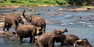 कटघोरा वन मंडल में 50 हाथियों के झुण्ड ने डाला डेरा कटघोरा वन मंडल में 50 हाथियों के झुण्ड ने डाला डेरा