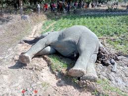 खेत में लगाए करंट की चपेट में आने से हाथी की मौत खेत में लगाए करंट की चपेट में आने से हाथी की मौत