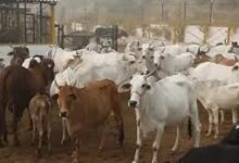 गौधाम योजना से पशुधन सुरक्षा, नस्ल सुधार और ग्रामीण अर्थव्यवस्था होगी मजबूत