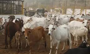 गौधाम योजना से पशुधन सुरक्षा, नस्ल सुधार और ग्रामीण अर्थव्यवस्था होगी मजबूत गौधाम योजना से पशुधन सुरक्षा, नस्ल सुधार और ग्रामीण अर्थव्यवस्था होगी मजबूत