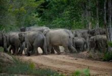 दो दिनों से राजपुर में उत्पात मचा रहा 35 हाथियों का दल