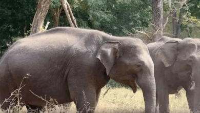 जन्म के कुछ देर बाद नर हाथी ने तोड़ा दम, पढ़े पूरी खबर जन्म के कुछ देर बाद नर हाथी ने तोड़ा दम, पढ़े पूरी खबर