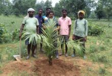 राज्य के 17 जिलों में हो रही पाम की खेती, उद्यान विभाग की मदद से मिली नई दिशा