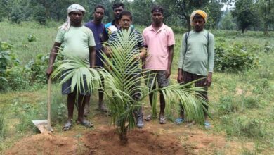 राज्य के 17 जिलों में हो रही पाम की खेती, उद्यान विभाग की मदद से मिली नई दिशा राज्य के 17 जिलों में हो रही पाम की खेती, उद्यान विभाग की मदद से मिली नई दिशा