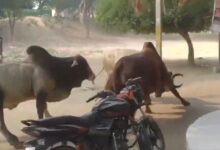 सांडों के लड़ने से आधे घंटे तक यातायात रहा बाधित