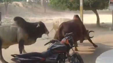 सांडों के लड़ने से आधे घंटे तक यातायात रहा बाधित सांडों के लड़ने से आधे घंटे तक यातायात रहा बाधित